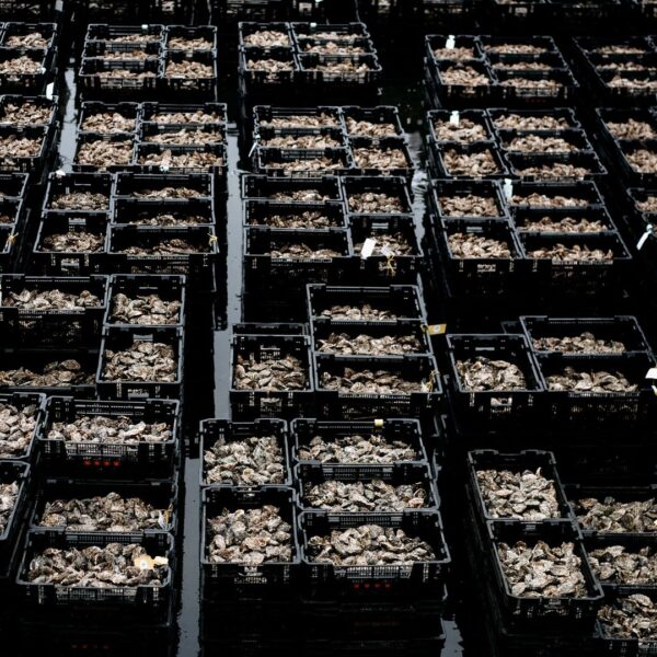 Dutch Imperial Oesters – Premium oesters met een volle, romige smaak en verfijnde ziltigheid, verkrijgbaar bij De Oester Boetiek